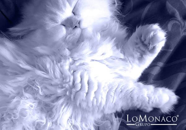 Como-duermen-los-animales-LoMonaco